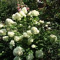 Hydrangea paniculata 'Limelight'