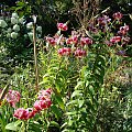 Lilium 'Scarlet Delight'