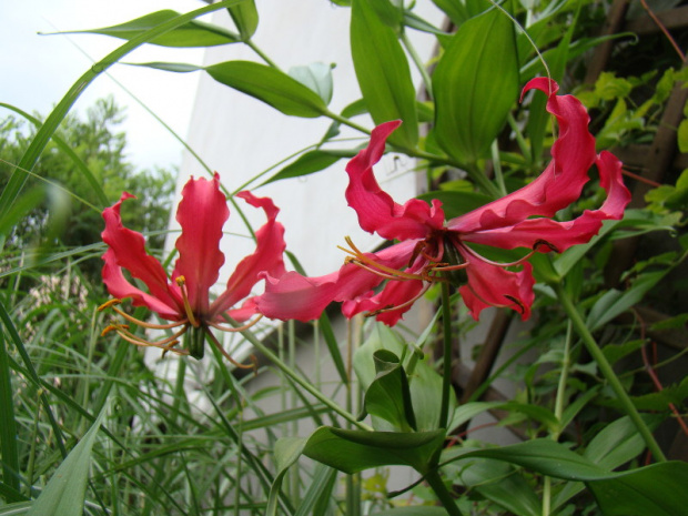 Gloriosa superba