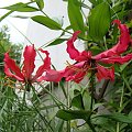 Gloriosa superba