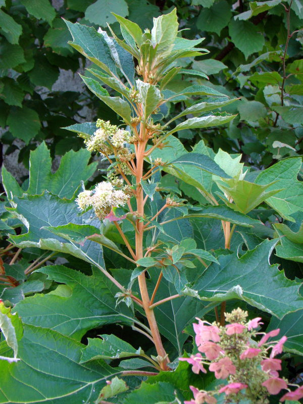 Hydrangea quercifolia