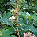 Hydrangea quercifolia