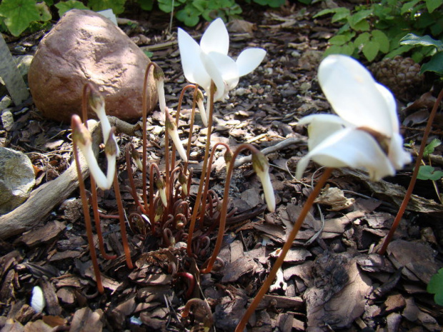 Cyclamen hederifolium