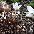 Cyclamen hederifolium