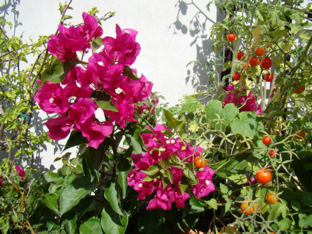 Bougainvillea glabra vel, pomidoro