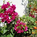 Bougainvillea glabra vel, pomidoro