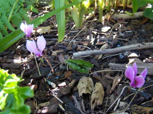 Cyclamen hederifolium