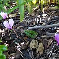 Cyclamen hederifolium