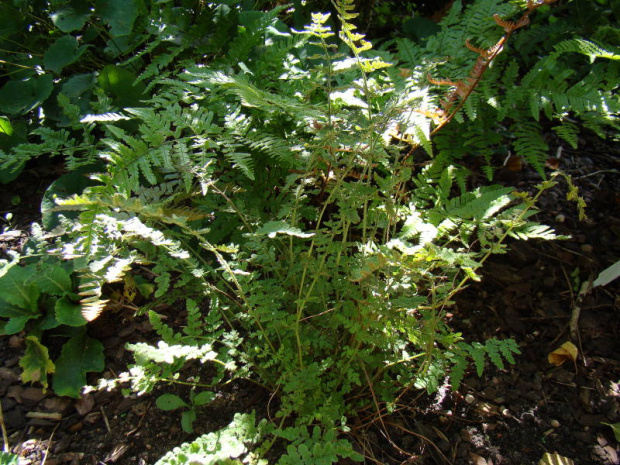 Woodsia obtusa