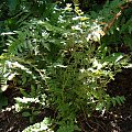 Woodsia obtusa