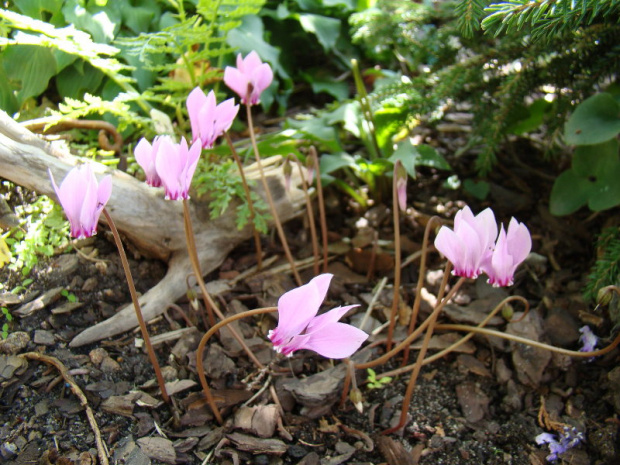 Cyclamen hederifolium