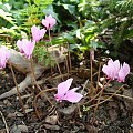 Cyclamen hederifolium