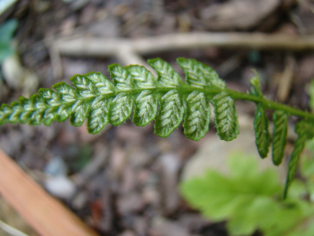 Lunathyrium angustata