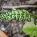 Lunathyrium angustata