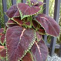 Coleus x hybridus