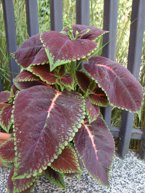 Coleus x hybridus