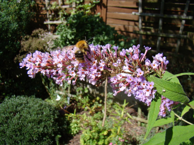 Buddleia davidii