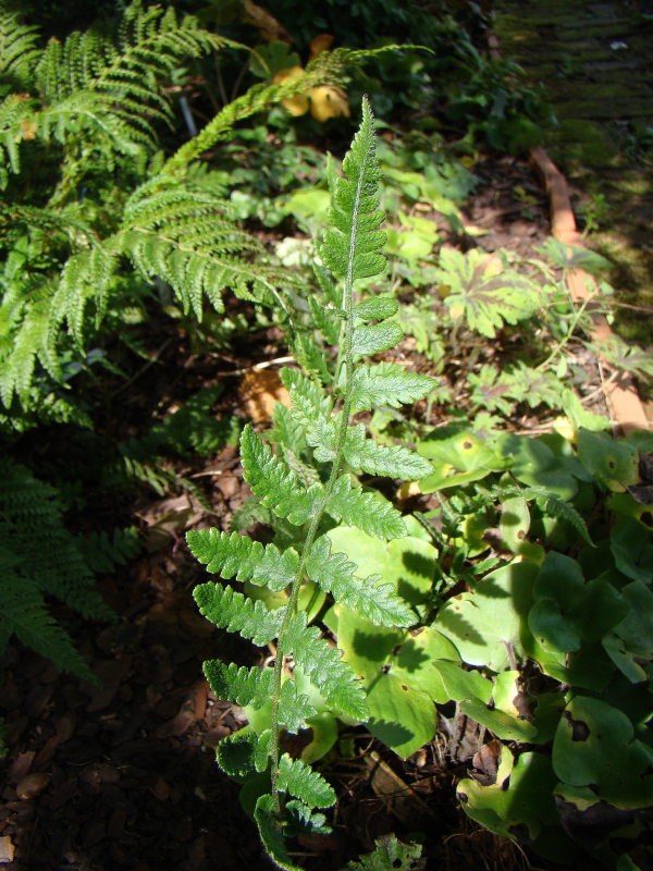 Lunathyrium angustata