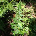 Lunathyrium angustata