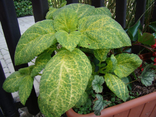 Coleus x hybridus