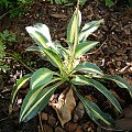 Hosta' Little Treasure'