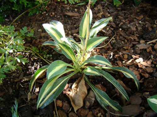 Hosta' Little Treasure'