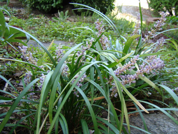 Liriope spicata