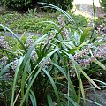 Liriope spicata