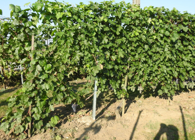 Cabernet Franc krzewy