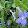 Streptocarpus saxorum