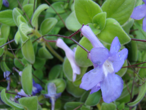 Streptocarpus saxorum