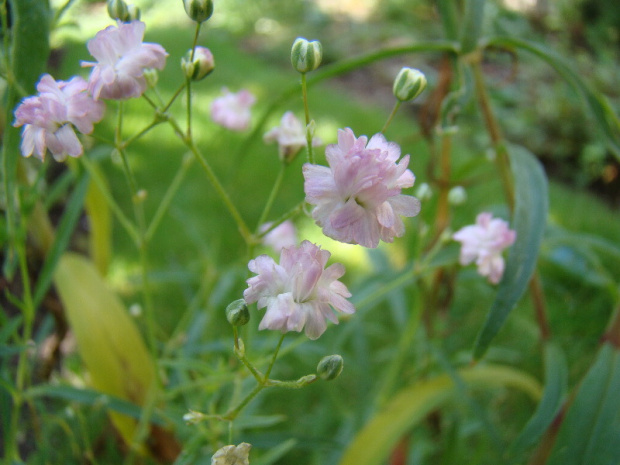 Gypsophila paniculata 'Festival Pink'