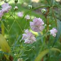 Gypsophila paniculata 'Festival Pink'