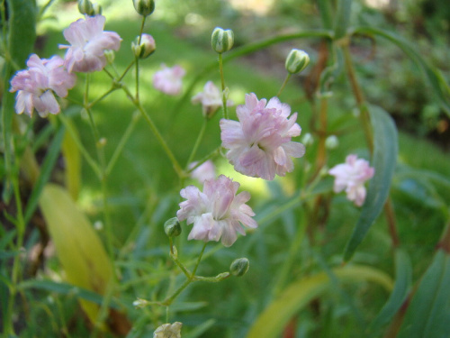 Gypsophila paniculata 'Festival Pink'