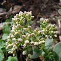 Sedum 'Lime Zinger'