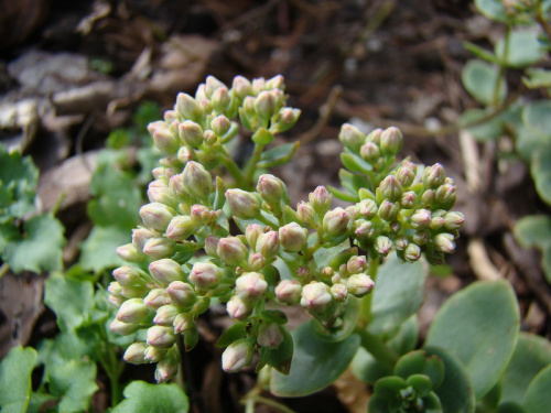 Sedum 'Lime Zinger'