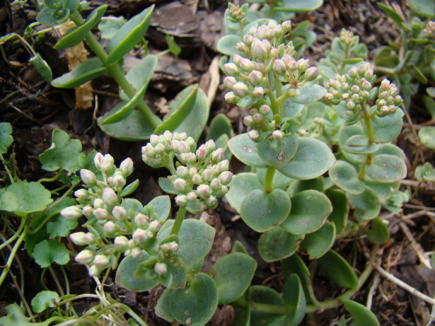 Sedum 'Lime Zinger'