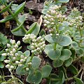 Sedum 'Lime Zinger'