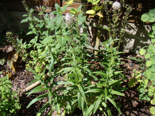 Lysimachia ephemerum