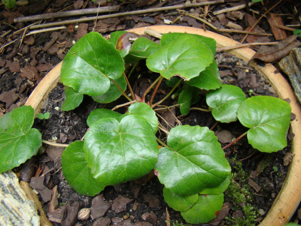 Shortia soldanelloides