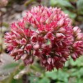 Sedum 'Desert Red'