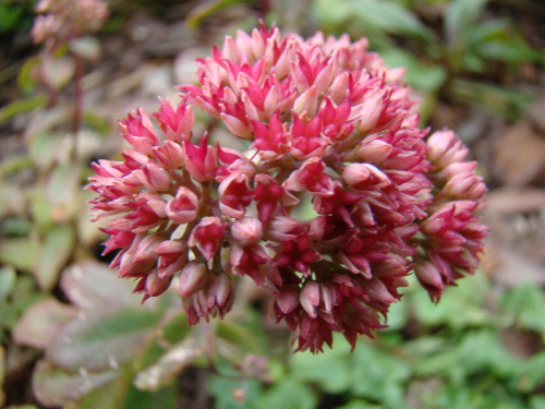 Sedum 'Desert Red'