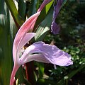 Roscoea purpurea 'Spice Island'