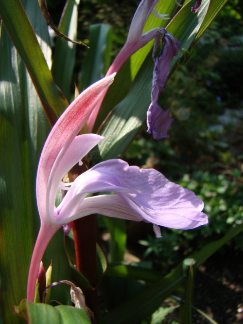 Roscoea purpurea 'Spice Island'