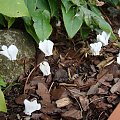 Cyclamen hederifolium