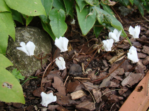 Cyclamen hederifolium