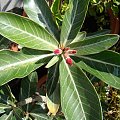 Adenium obesum