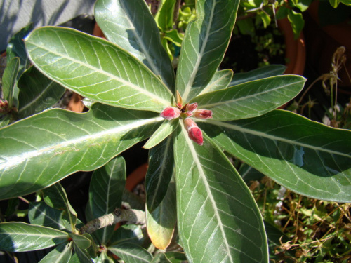 Adenium obesum