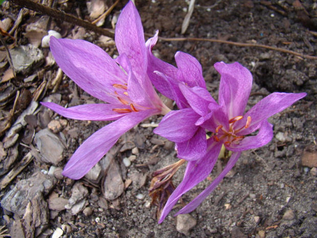 Colchicum x agrippinum