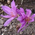 Colchicum x agrippinum